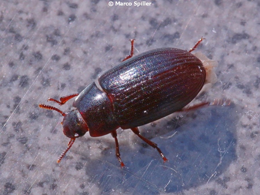 Tenebrionidae: Alphitobius diaperinus? S.